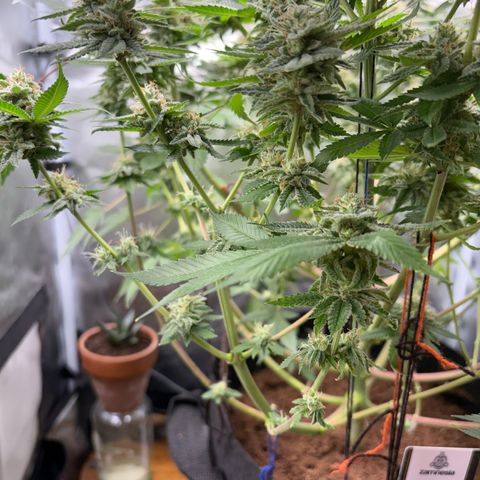 Über-Chocolate  growlog timeline photo