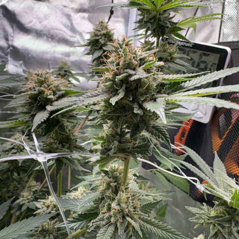 Über-Chocolate  growlog timeline photo