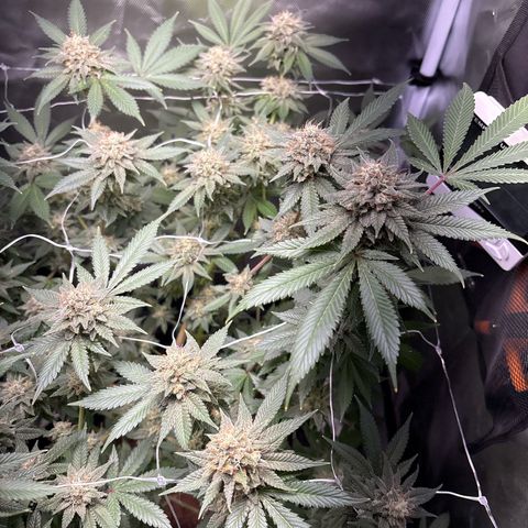 Über-Chocolate  growlog timeline photo