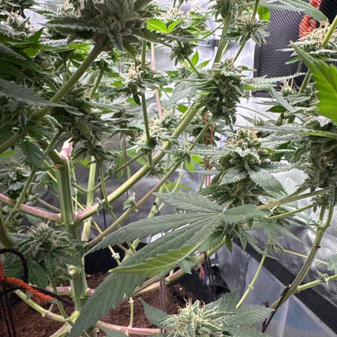 Über-Chocolate  growlog timeline photo