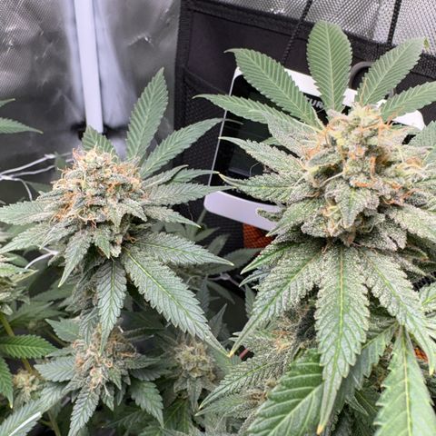 Über-Chocolate  growlog timeline photo