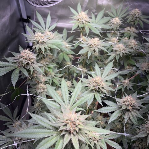 Über-Chocolate  growlog timeline photo