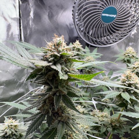 Über-Chocolate  growlog timeline photo