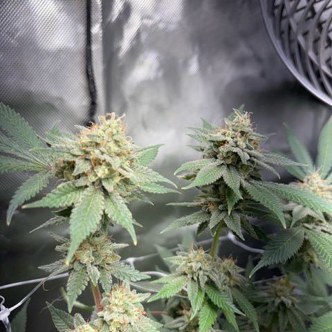Über-Chocolate  growlog timeline photo