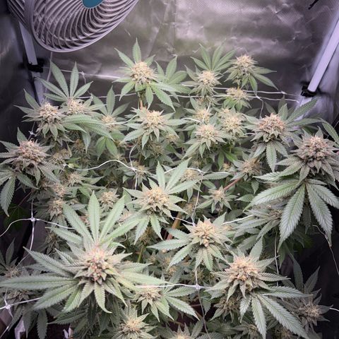 Über-Chocolate  growlog timeline photo