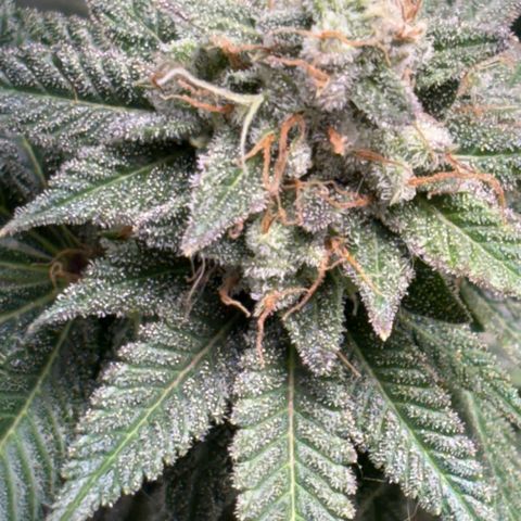 Über-Chocolate  growlog timeline photo