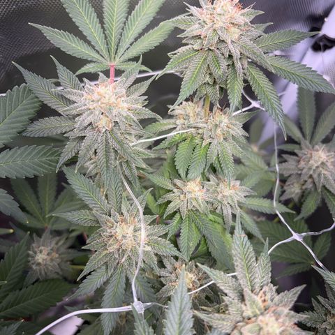 Über-Chocolate  growlog timeline photo
