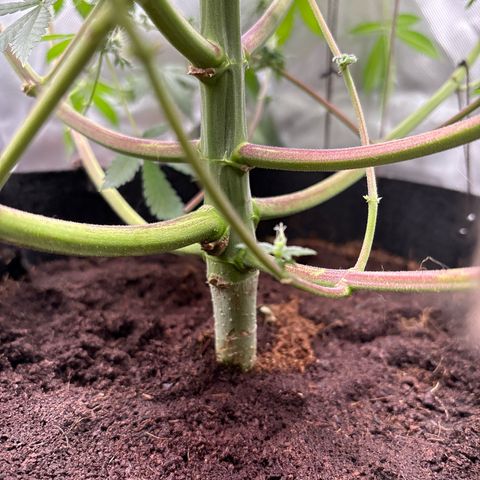 Über-Chocolate  growlog timeline photo