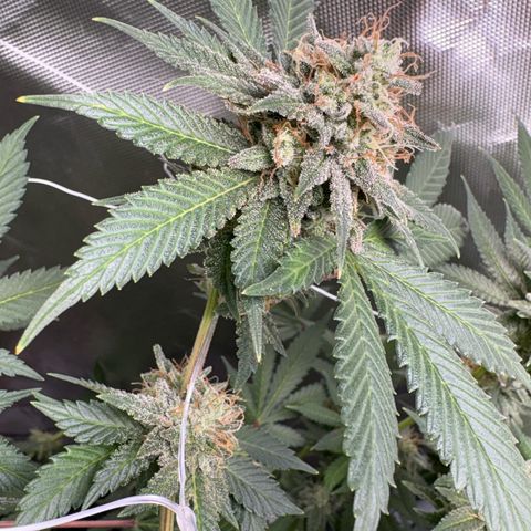 Über-Chocolate  growlog timeline photo