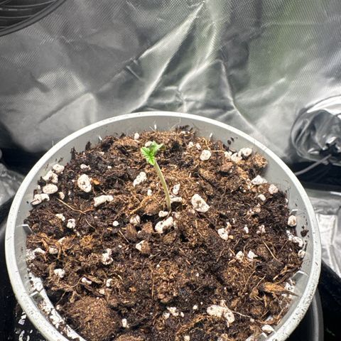 Sady growlog timeline photo