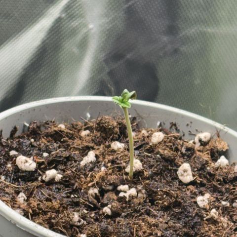 Sady growlog timeline photo
