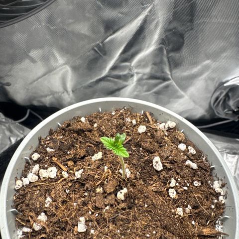 Sady growlog timeline photo