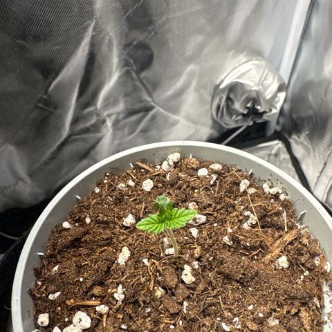 Sady growlog timeline photo