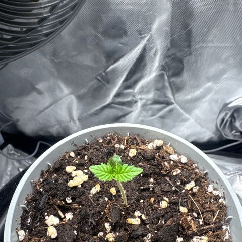 Sady growlog timeline photo