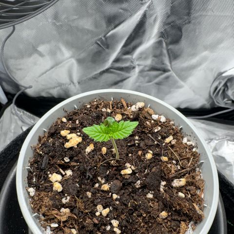 Sady growlog timeline photo