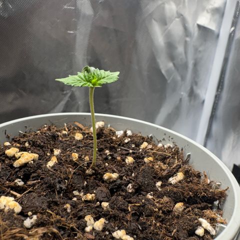 Sady growlog timeline photo