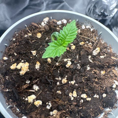 Sady growlog timeline photo