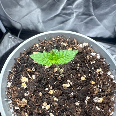 Sady growlog timeline photo