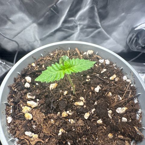 Sady growlog timeline photo