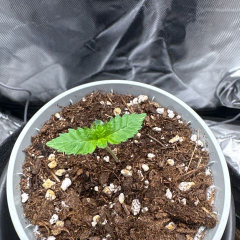 Sady growlog timeline photo