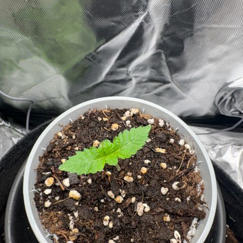 Sady growlog timeline photo