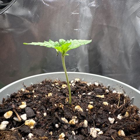 Sady growlog timeline photo