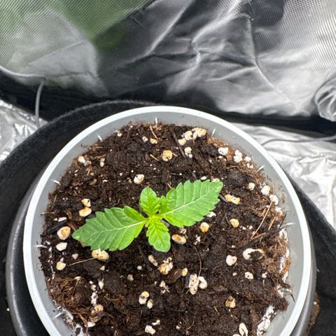 Sady growlog timeline photo