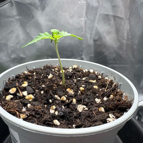 Sady growlog timeline photo