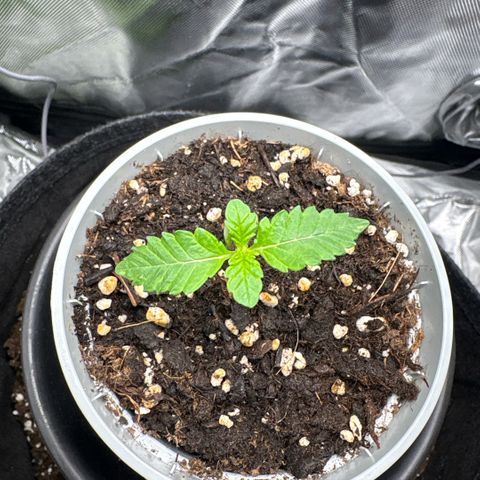 Sady growlog timeline photo