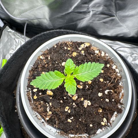 Sady growlog timeline photo