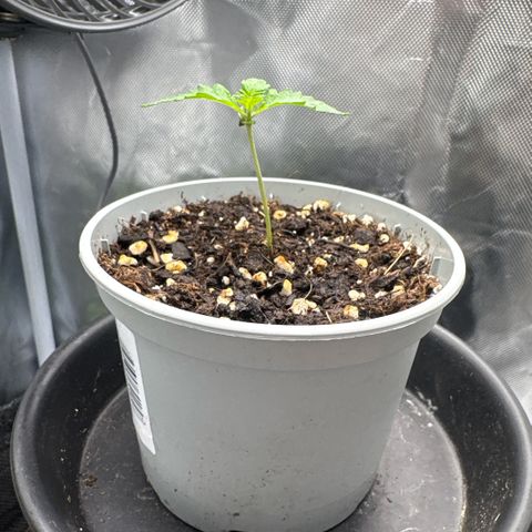 Sady growlog timeline photo