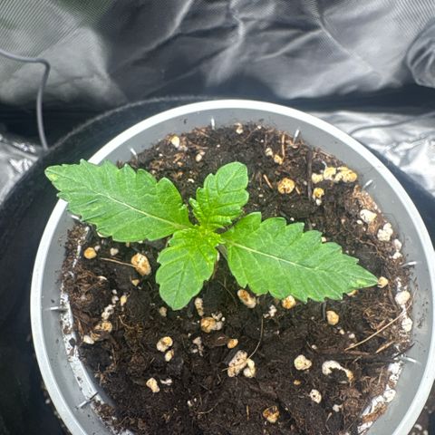 Sady growlog timeline photo