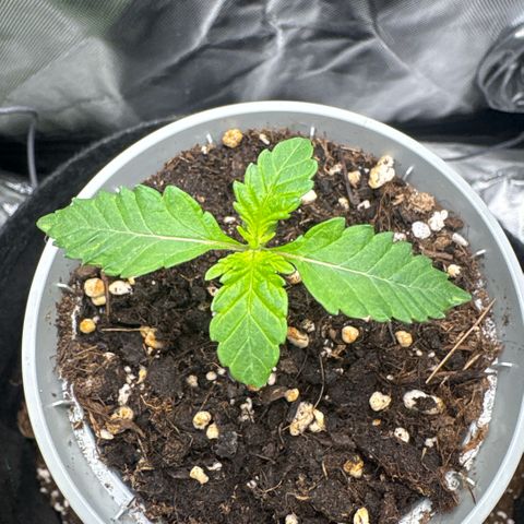 Sady growlog timeline photo
