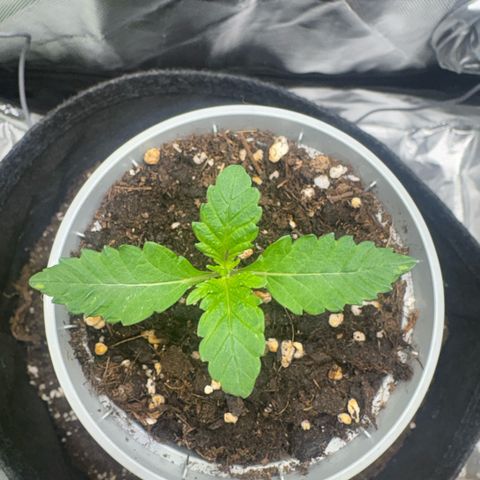 Sady growlog timeline photo