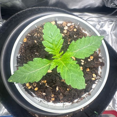 Sady growlog timeline photo
