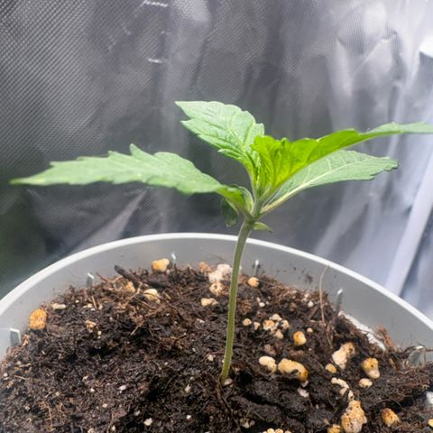 Sady growlog timeline photo
