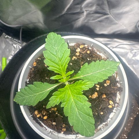 Sady growlog timeline photo