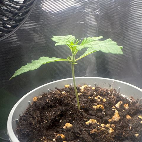 Sady growlog timeline photo