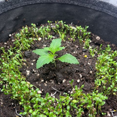 Sady growlog timeline photo