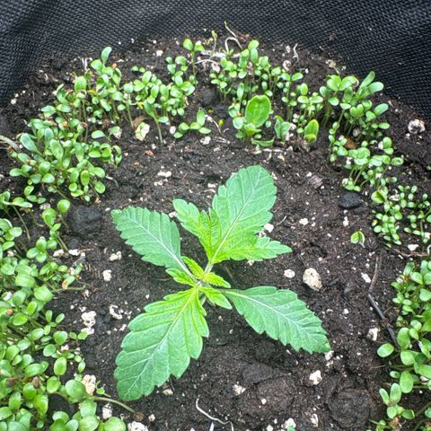 Sady growlog timeline photo