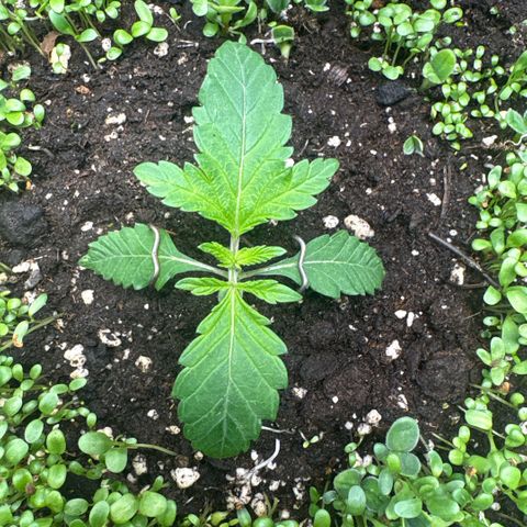 Sady growlog timeline photo