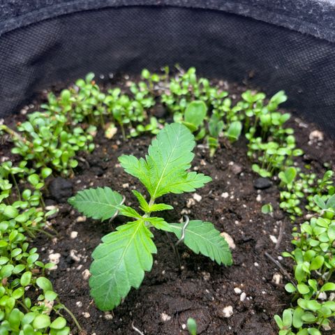 Sady growlog timeline photo