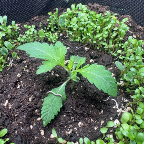 Sady growlog timeline photo