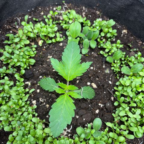 Sady growlog timeline photo