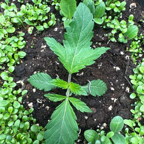 Sady growlog timeline photo