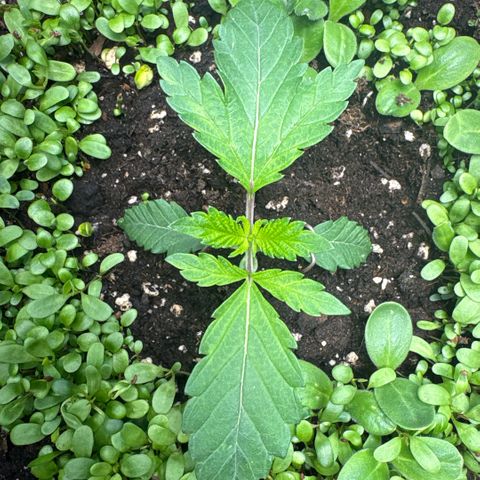 Sady growlog timeline photo