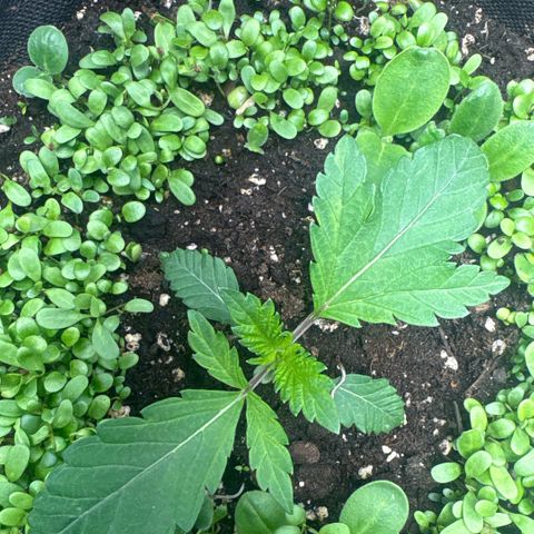 Sady growlog timeline photo