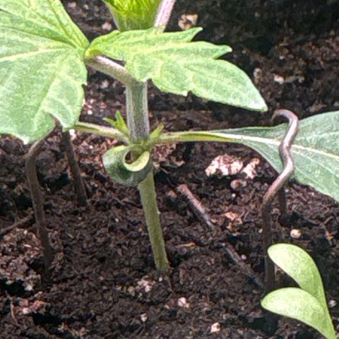 Sady growlog timeline photo