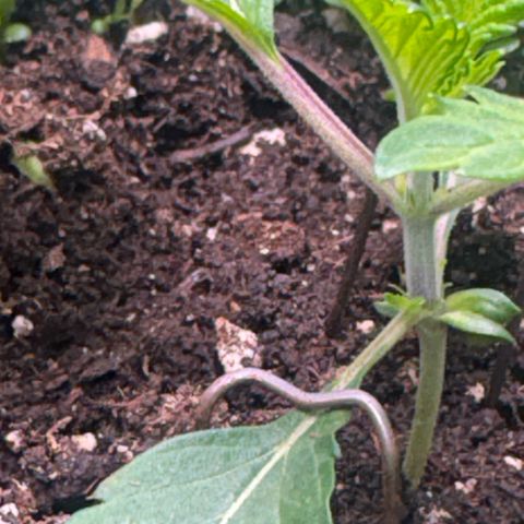 Sady growlog timeline photo