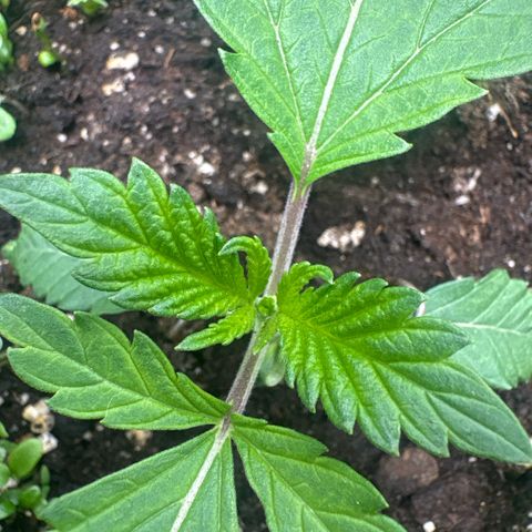 Sady growlog timeline photo